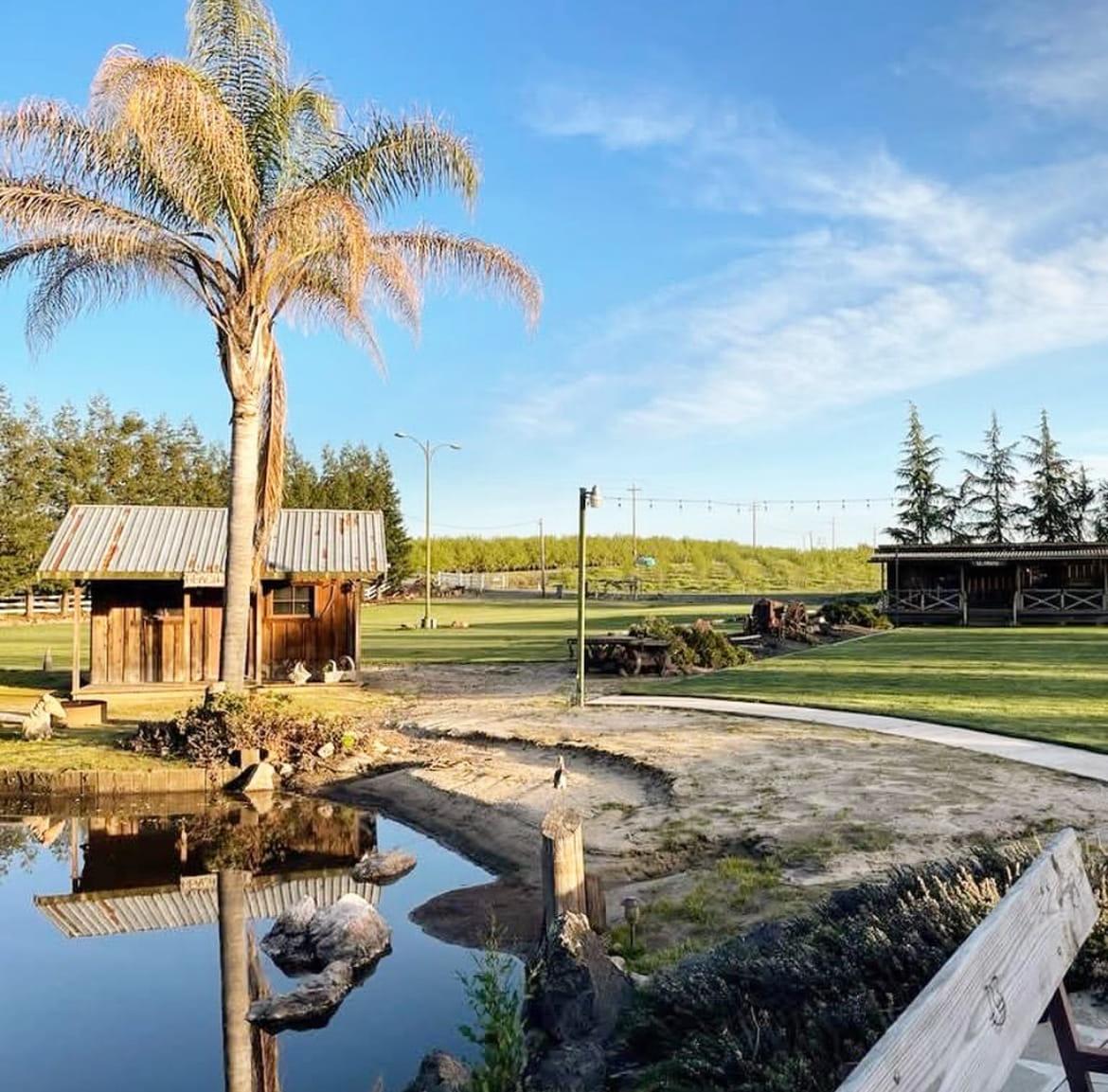 The cabin and palm mirrored in the pond under a clear blue sky