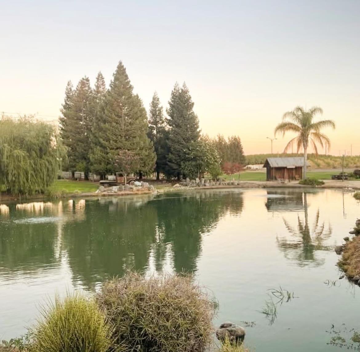 Redwoods and palms reflected in the pond at dusk