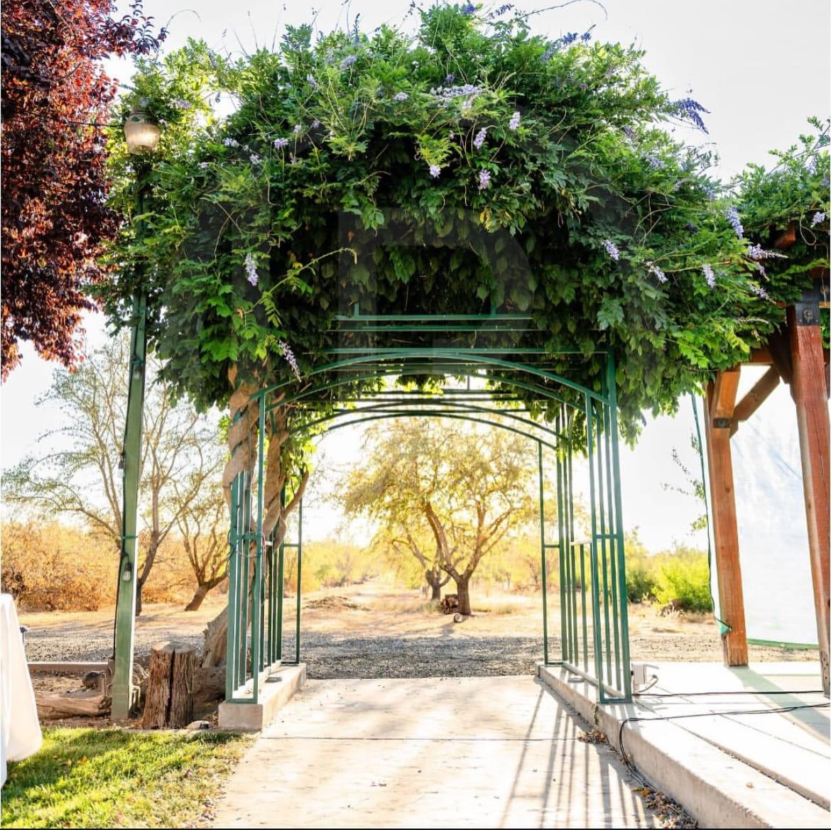 The green iron arbor under a full canopy of wisteria