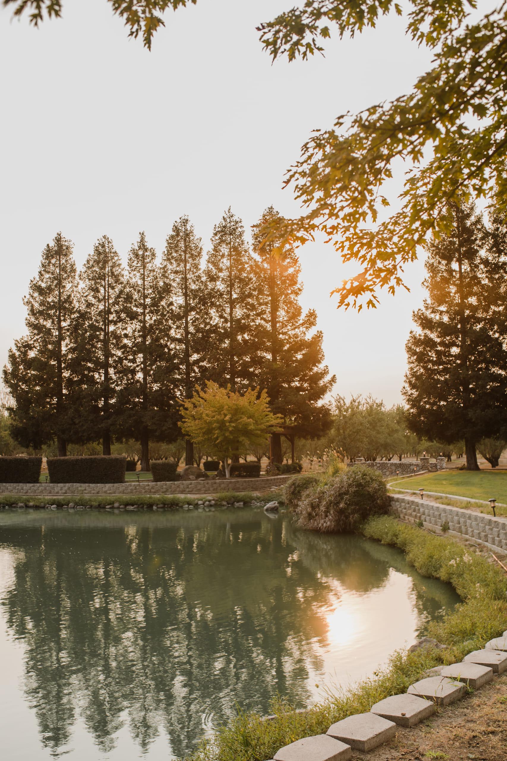 Sunset burning through the redwoods and reflecting off the pond